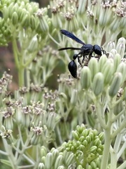 Zethus spinipes spinipes