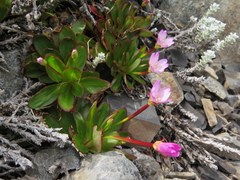 Epilobium crassum
