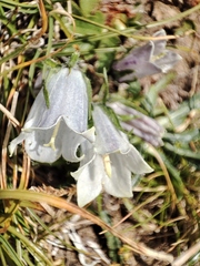 Campanula alpina