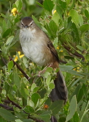 Bradypterus baboecala