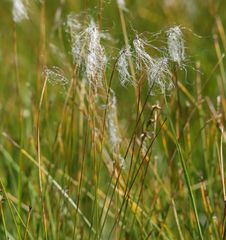 Trichophorum alpinum