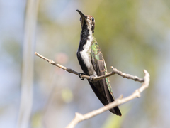 Anthracothorax nigricollis