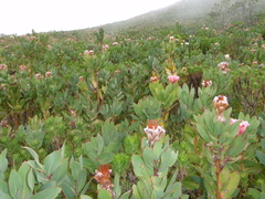 Protea lacticolor