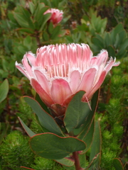 Protea lacticolor