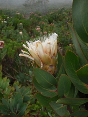 Protea lacticolor