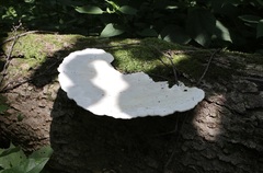 Trametes elegans