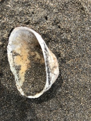 Barbatia novaezealandiae