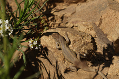 Liolaemus pseudolemniscatus