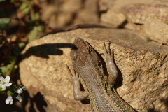 Liolaemus pseudolemniscatus
