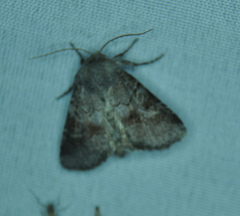 Oligia minuscula