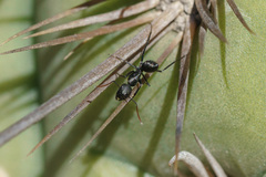 Camponotus morosus