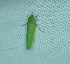 Draeculacephala robinsoni