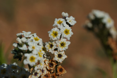 Heliotropium stenophyllum