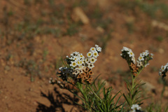 Heliotropium stenophyllum