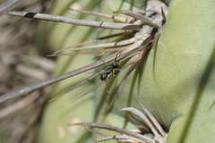 Camponotus morosus