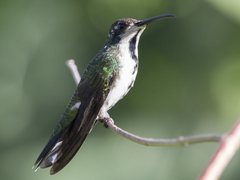 Anthracothorax prevostii