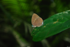 Arhopala pseudomuta