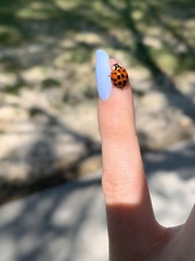 Harmonia axyridis