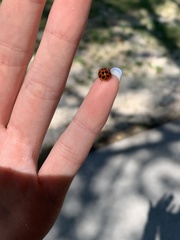 Harmonia axyridis