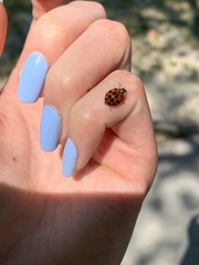Harmonia axyridis