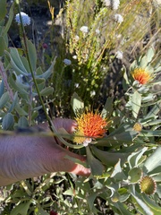 Leucospermum mundii