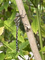 Aeshna mixta