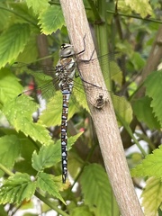 Aeshna mixta