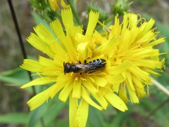 Halictus quadricinctus