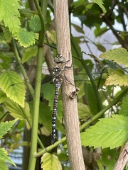 Aeshna mixta