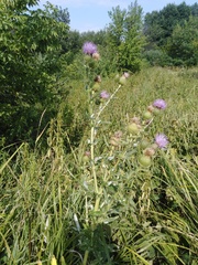 Cirsium ciliatum