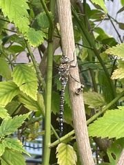 Aeshna mixta