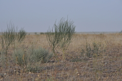 Thymelaea passerina