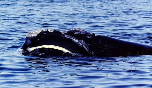 North Atlantic Right Whale