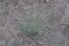Ephedra distachya