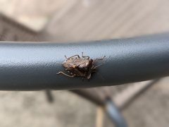 Pentatoma rufipes