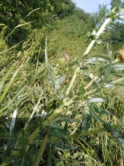 Cirsium ciliatum