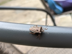 Pentatoma rufipes
