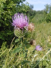 Cirsium ciliatum