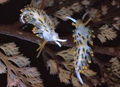 Diaphoreolis lagunae