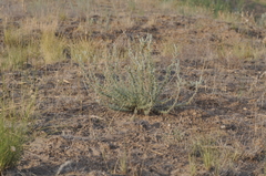 Bassia prostrata