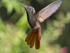 Chrysolampis mosquitus