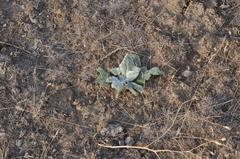 Salvia aethiopis