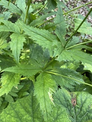 Ranunculus aconitifolius