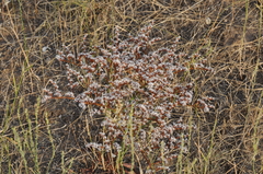 Goniolimon tataricum