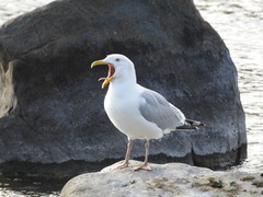 Larus argentatus