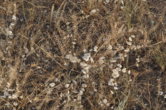 Lepidium perfoliatum