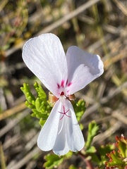 Pelargonium ternatum