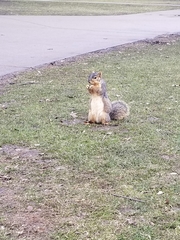 Sciurus niger
