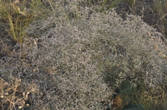Limonium gmelinii