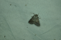 Oligia minuscula